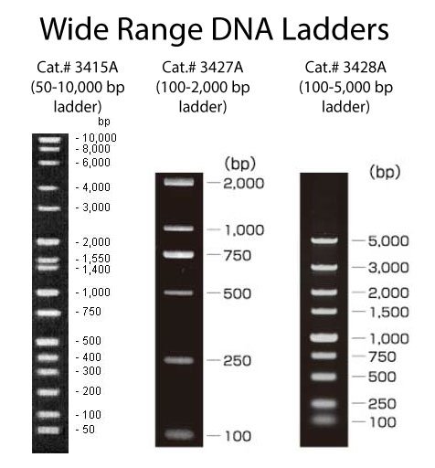 Image Data