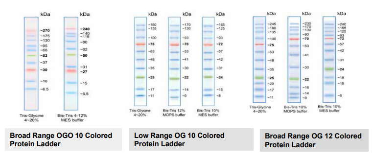 Pre-Stained Protein Markers Graph