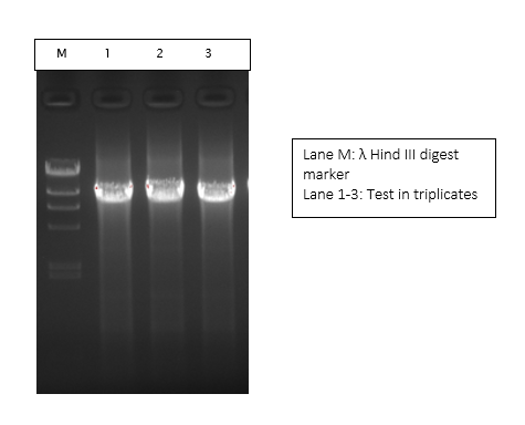 DNA marker run application image placeholder
